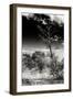 Awesome South Africa Collection B&W - African Landscape with Acacia Tree XIV-Philippe Hugonnard-Framed Photographic Print