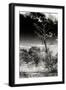 Awesome South Africa Collection B&W - African Landscape with Acacia Tree XIV-Philippe Hugonnard-Framed Photographic Print