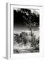 Awesome South Africa Collection B&W - African Landscape with Acacia Tree XIV-Philippe Hugonnard-Framed Photographic Print