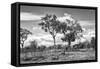 Awesome South Africa Collection B&W - African Landscape with Acacia Tree XV-Philippe Hugonnard-Framed Stretched Canvas