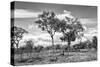 Awesome South Africa Collection B&W - African Landscape with Acacia Tree XV-Philippe Hugonnard-Stretched Canvas