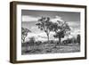 Awesome South Africa Collection B&W - African Landscape with Acacia Tree XV-Philippe Hugonnard-Framed Photographic Print