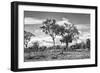 Awesome South Africa Collection B&W - African Landscape with Acacia Tree XV-Philippe Hugonnard-Framed Photographic Print