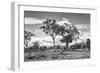 Awesome South Africa Collection B&W - African Landscape with Acacia Tree XV-Philippe Hugonnard-Framed Photographic Print