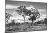 Awesome South Africa Collection B&W - African Landscape with Acacia Tree XV-Philippe Hugonnard-Mounted Photographic Print
