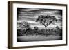 Awesome South Africa Collection B&W - African Landscape with Acacia Tree-Philippe Hugonnard-Framed Photographic Print