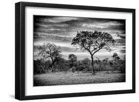 Awesome South Africa Collection B&W - African Landscape with Acacia Tree-Philippe Hugonnard-Framed Photographic Print