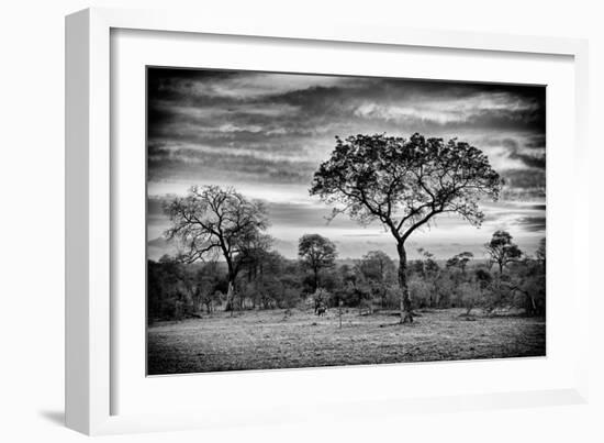 Awesome South Africa Collection B&W - African Landscape with Acacia Tree-Philippe Hugonnard-Framed Photographic Print