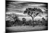 Awesome South Africa Collection B&W - African Landscape with Acacia Tree-Philippe Hugonnard-Mounted Photographic Print