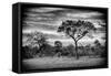 Awesome South Africa Collection B&W - African Landscape with Acacia Tree-Philippe Hugonnard-Framed Stretched Canvas
