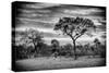 Awesome South Africa Collection B&W - African Landscape with Acacia Tree-Philippe Hugonnard-Stretched Canvas