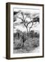 Awesome South Africa Collection B&W - African Landscape X-Philippe Hugonnard-Framed Photographic Print