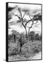 Awesome South Africa Collection B&W - African Landscape X-Philippe Hugonnard-Framed Stretched Canvas