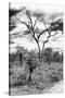 Awesome South Africa Collection B&W - African Landscape X-Philippe Hugonnard-Stretched Canvas