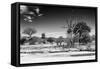 Awesome South Africa Collection B&W - African Landscape XI-Philippe Hugonnard-Framed Stretched Canvas