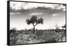 Awesome South Africa Collection B&W - African Landscape XIII-Philippe Hugonnard-Framed Stretched Canvas