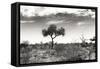 Awesome South Africa Collection B&W - African Landscape XIII-Philippe Hugonnard-Framed Stretched Canvas