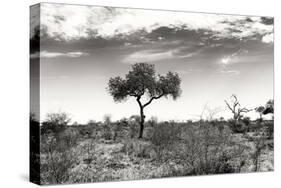 Awesome South Africa Collection B&W - African Landscape XIII-Philippe Hugonnard-Stretched Canvas