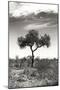 Awesome South Africa Collection B&W - African Landscape XIV-Philippe Hugonnard-Mounted Photographic Print