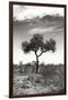 Awesome South Africa Collection B&W - African Landscape XIV-Philippe Hugonnard-Framed Photographic Print