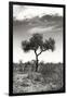 Awesome South Africa Collection B&W - African Landscape XIV-Philippe Hugonnard-Framed Photographic Print