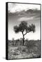 Awesome South Africa Collection B&W - African Landscape XIV-Philippe Hugonnard-Framed Stretched Canvas