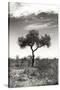 Awesome South Africa Collection B&W - African Landscape XIV-Philippe Hugonnard-Stretched Canvas