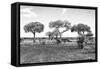 Awesome South Africa Collection B&W - African Landscape XV-Philippe Hugonnard-Framed Stretched Canvas