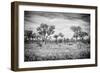 Awesome South Africa Collection B&W - African Natural Landscape-Philippe Hugonnard-Framed Photographic Print