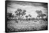 Awesome South Africa Collection B&W - African Natural Landscape-Philippe Hugonnard-Framed Stretched Canvas