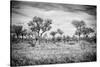 Awesome South Africa Collection B&W - African Natural Landscape-Philippe Hugonnard-Stretched Canvas