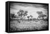 Awesome South Africa Collection B&W - African Natural Landscape-Philippe Hugonnard-Framed Stretched Canvas