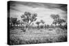 Awesome South Africa Collection B&W - African Natural Landscape-Philippe Hugonnard-Stretched Canvas