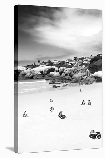 Awesome South Africa Collection B&W - African Penguins at Foxi Beach II-Philippe Hugonnard-Stretched Canvas