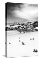 Awesome South Africa Collection B&W - African Penguins at Foxi Beach II-Philippe Hugonnard-Stretched Canvas