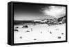 Awesome South Africa Collection B&W - African Penguins at Foxi Beach-Philippe Hugonnard-Framed Stretched Canvas