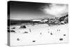 Awesome South Africa Collection B&W - African Penguins at Foxi Beach-Philippe Hugonnard-Stretched Canvas