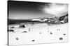 Awesome South Africa Collection B&W - African Penguins at Foxi Beach-Philippe Hugonnard-Stretched Canvas