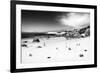 Awesome South Africa Collection B&W - African Penguins at Foxi Beach-Philippe Hugonnard-Framed Photographic Print