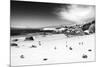 Awesome South Africa Collection B&W - African Penguins at Foxi Beach-Philippe Hugonnard-Mounted Photographic Print