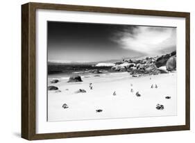 Awesome South Africa Collection B&W - African Penguins at Foxi Beach-Philippe Hugonnard-Framed Photographic Print