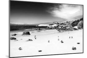 Awesome South Africa Collection B&W - African Penguins at Foxi Beach-Philippe Hugonnard-Mounted Photographic Print