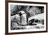 Awesome South Africa Collection B&W - African Penguins-Philippe Hugonnard-Framed Photographic Print