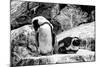 Awesome South Africa Collection B&W - African Penguins-Philippe Hugonnard-Mounted Photographic Print