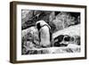 Awesome South Africa Collection B&W - African Penguins-Philippe Hugonnard-Framed Photographic Print