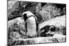 Awesome South Africa Collection B&W - African Penguins-Philippe Hugonnard-Mounted Photographic Print