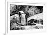 Awesome South Africa Collection B&W - African Penguins-Philippe Hugonnard-Framed Photographic Print