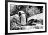 Awesome South Africa Collection B&W - African Penguins-Philippe Hugonnard-Framed Photographic Print