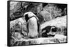 Awesome South Africa Collection B&W - African Penguins-Philippe Hugonnard-Framed Stretched Canvas