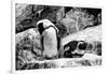 Awesome South Africa Collection B&W - African Penguins-Philippe Hugonnard-Framed Photographic Print